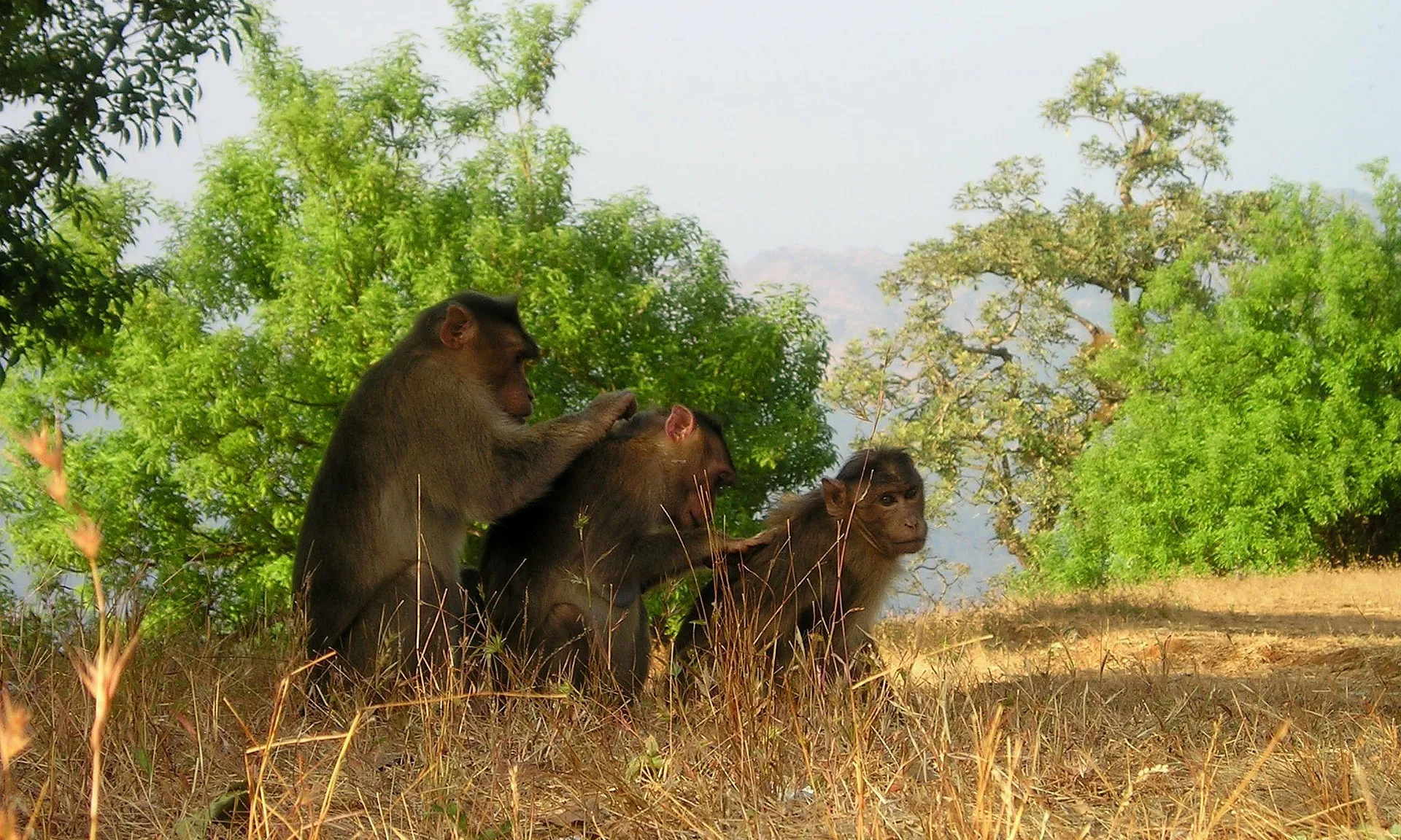 Imatge de Simon a Pixabay