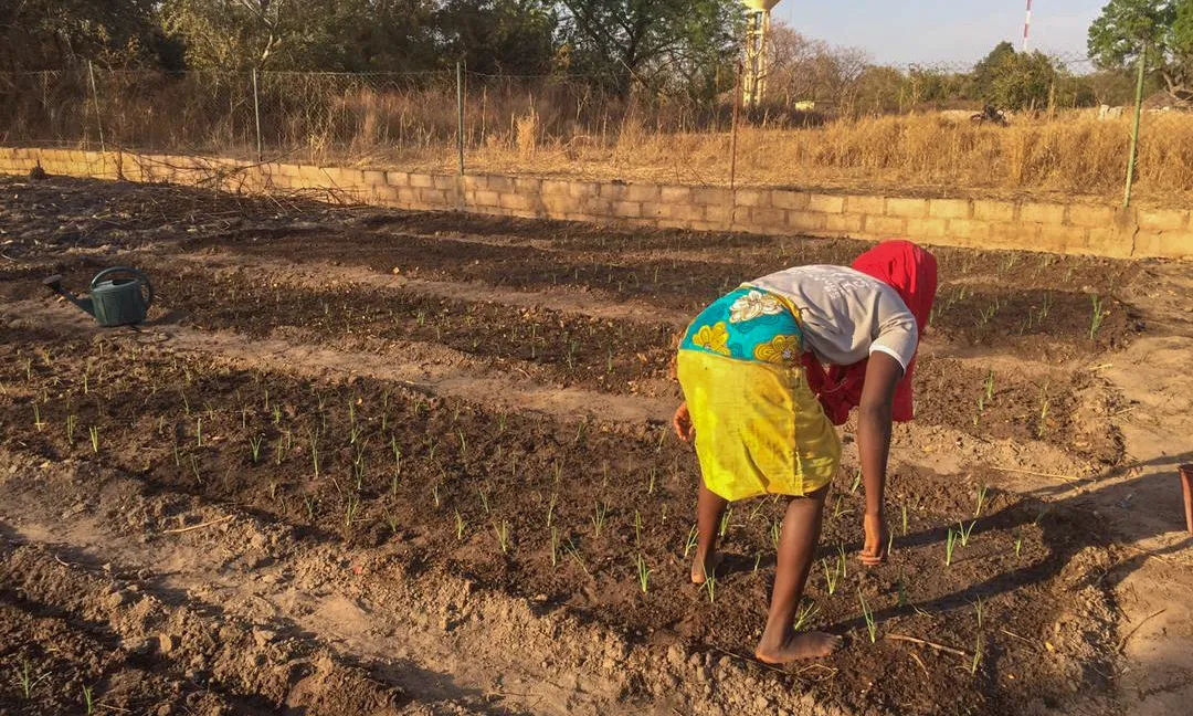 Hort comunitari de Dar Salam.