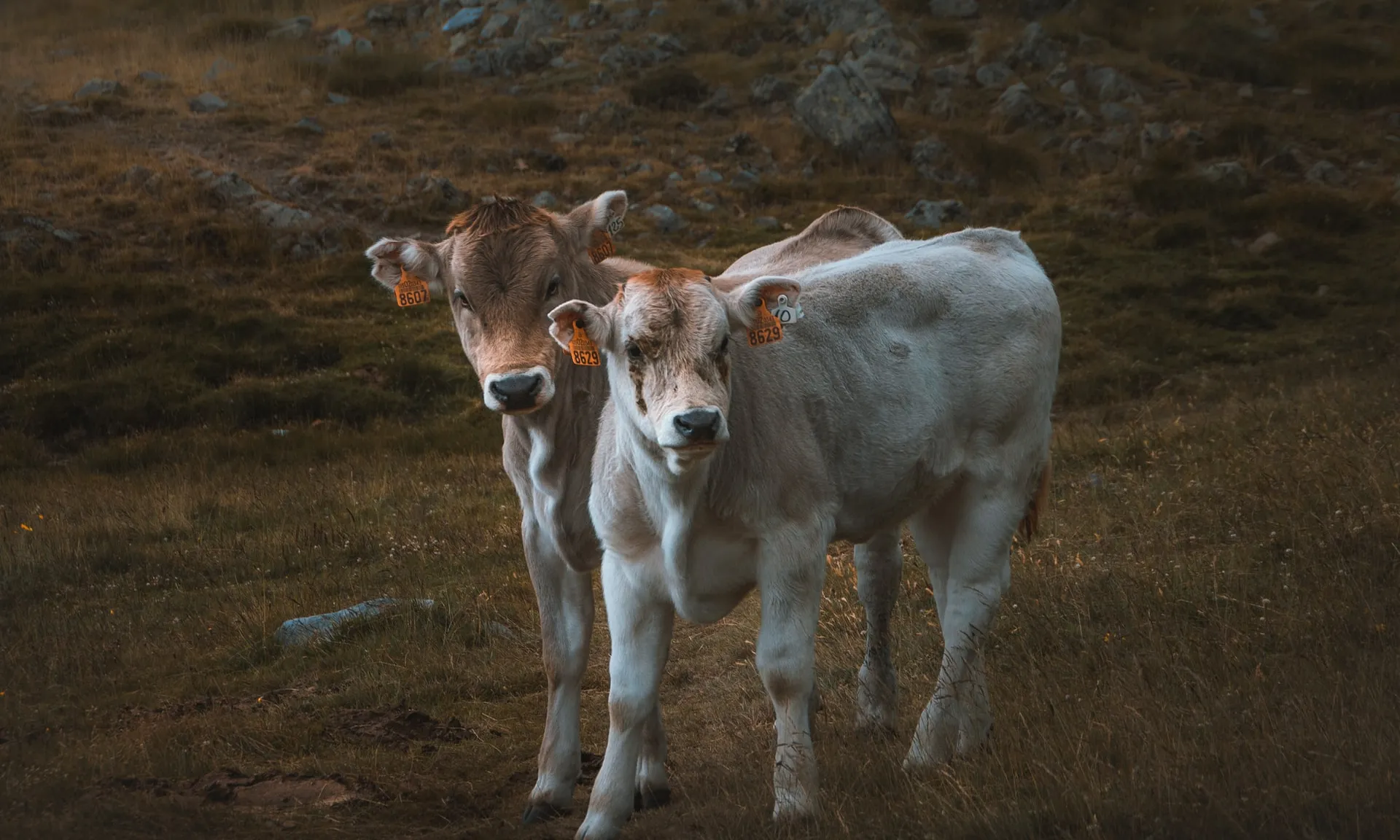 Foto de Juan Goyache a Unsplash