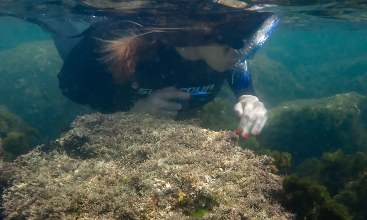 L'objectiu principal de la BioMarató és la divulgació de la biodiversitat del litoral català.