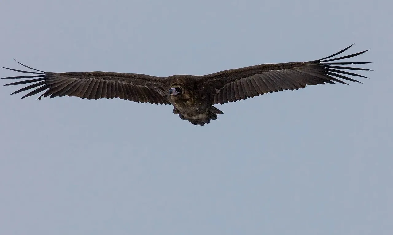 El Diclofenac va causar estralls entre els voltors a l'Àsia durant els anys noranta.. 