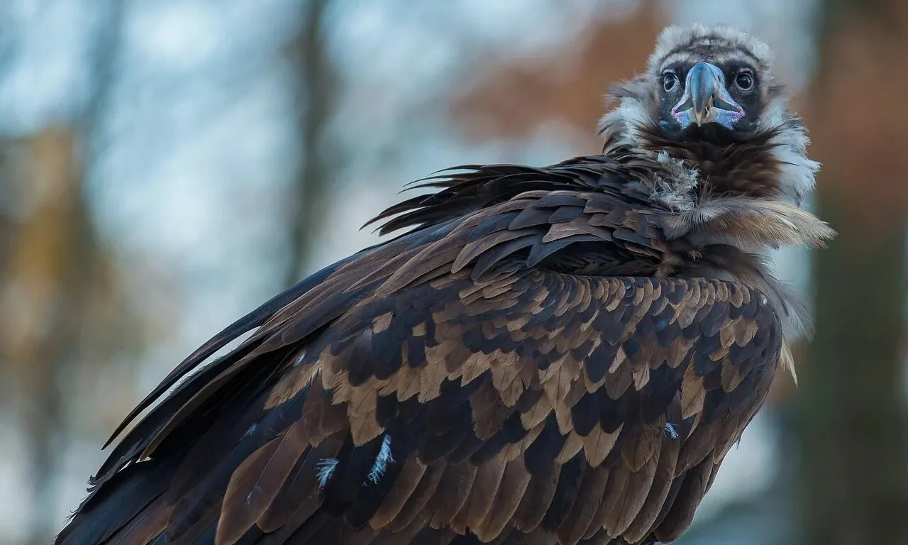 Entitats conservacionistes alerten del perill d'aquest fàrmac per als voltors.