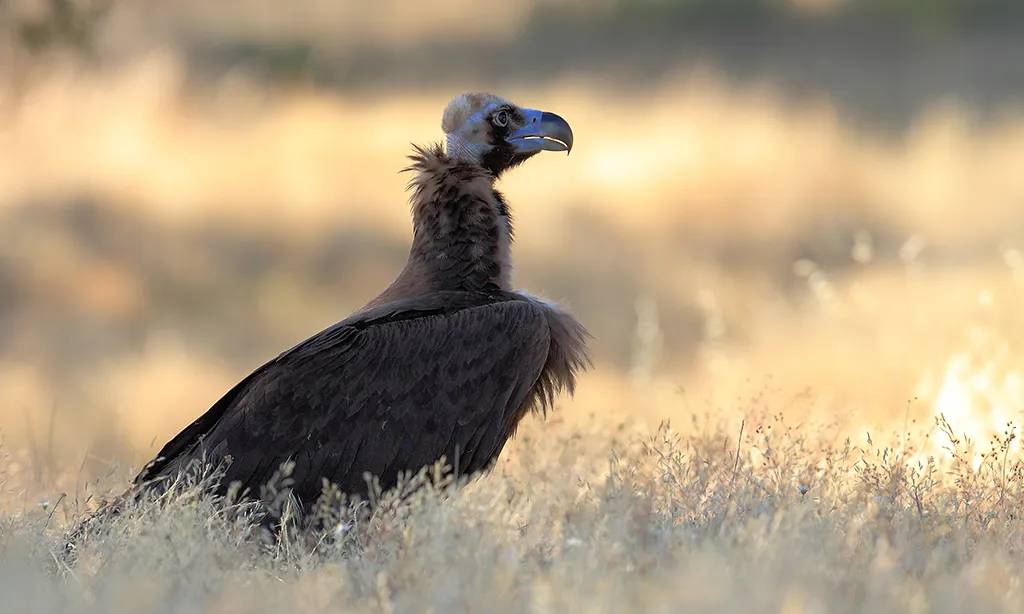 El voltor negre mort per intoxicació de Diclofenac a Lleida és el primer cas a Espanya i a Europa.
