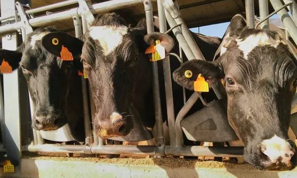 La ramaderia ecològica busca obtenir un major benestar animal.