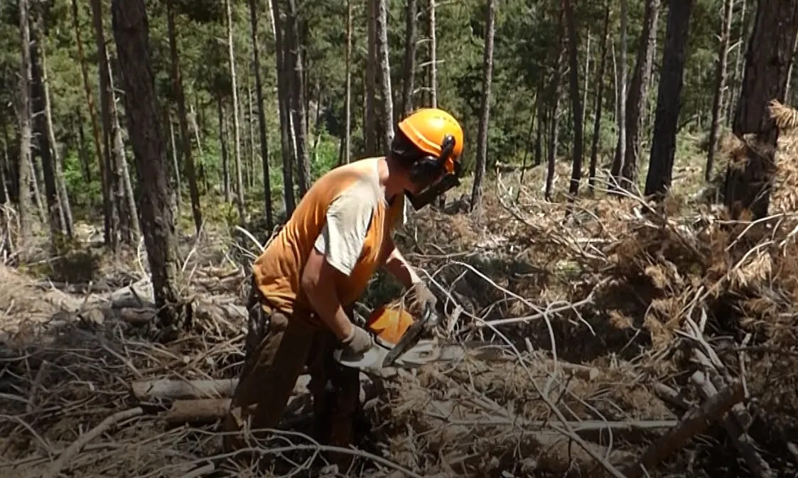 En Jaume Navarro fa 4 mesos que treballa en el programa de gestió de boscos d'Integra Pirineus.