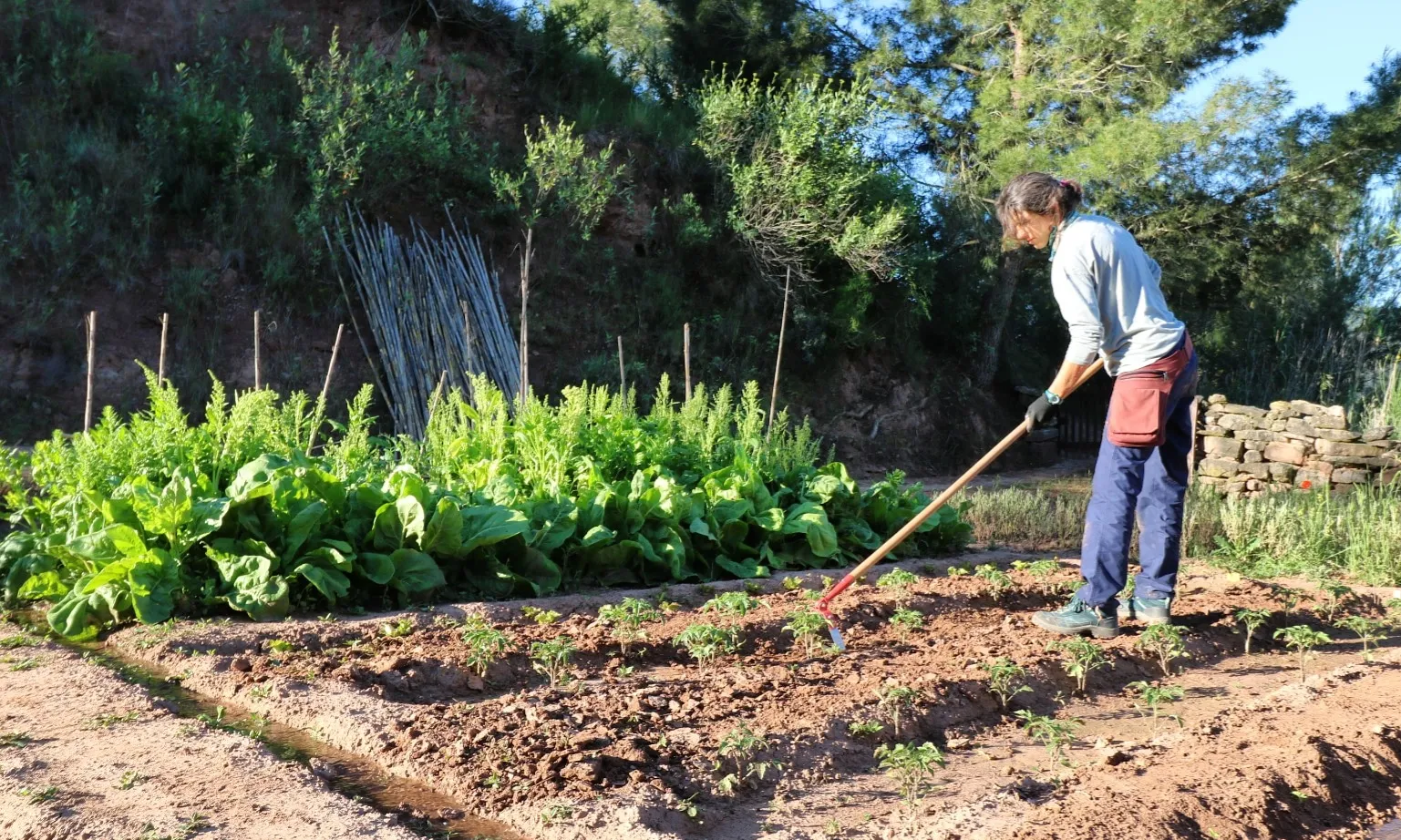 Tasques a l'hort d'Eixarcolant