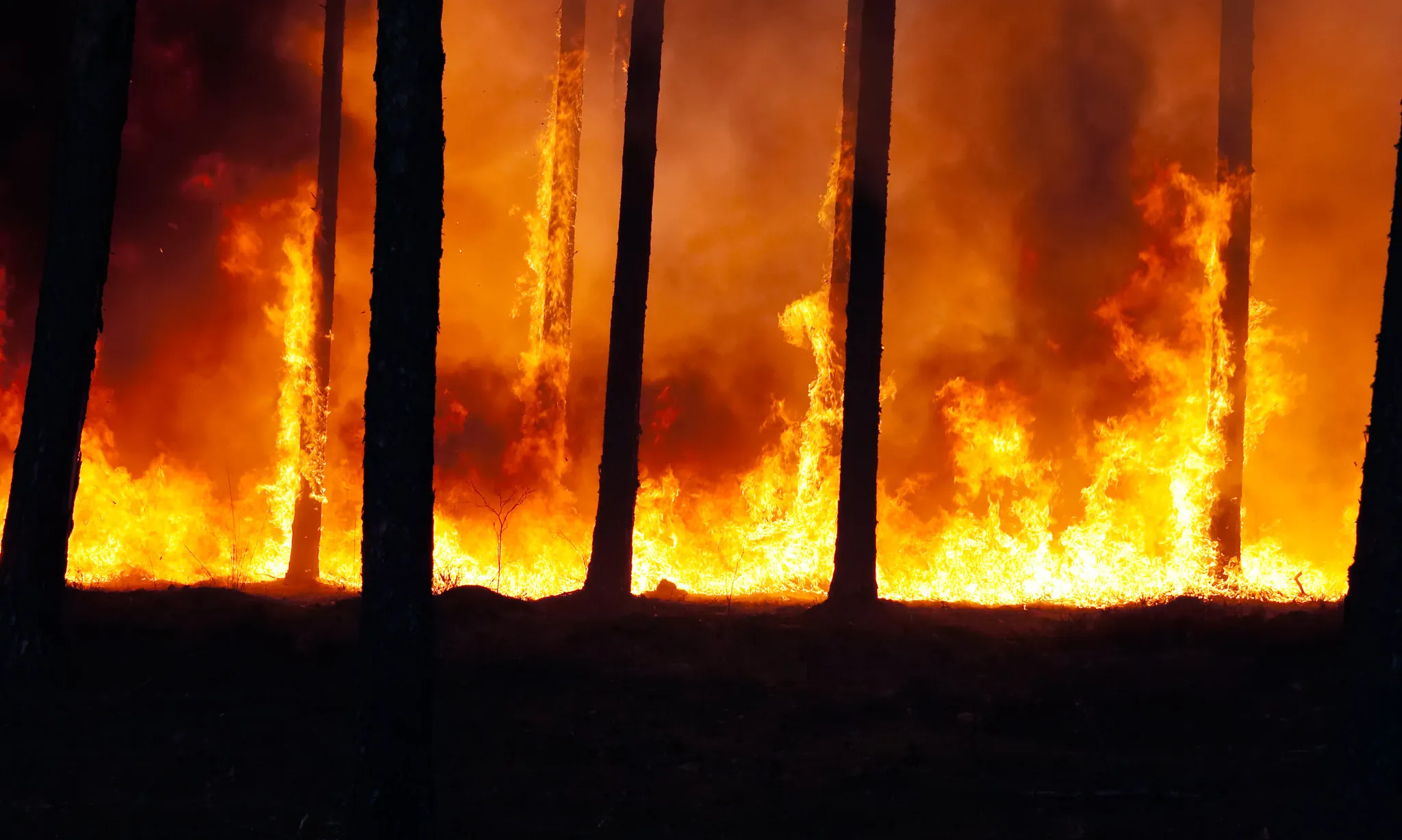 Els incendis forestals a Grècia, Turquia i Catalunya són algunes de les conseqüències visibles de l'emergència climàtica.