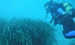 Voluntariat ambiental per preservar la posidònia oceànica. 