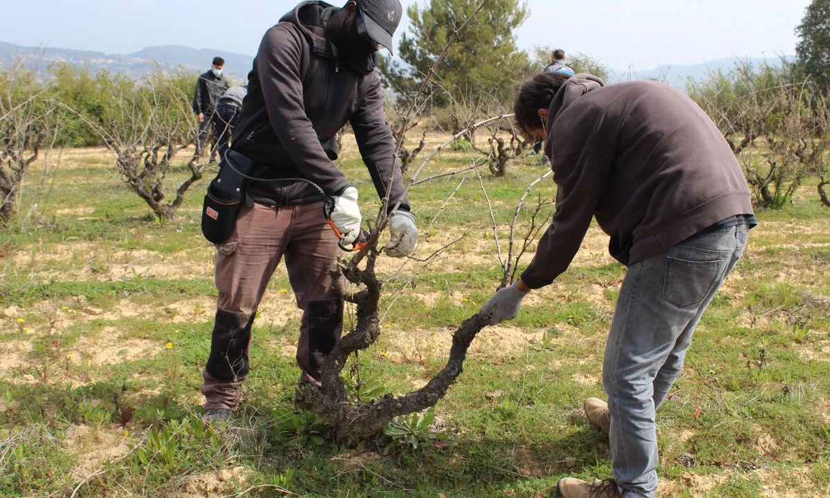 Un grup de joves del projecte Coopera formant-se en tècniques de poda.