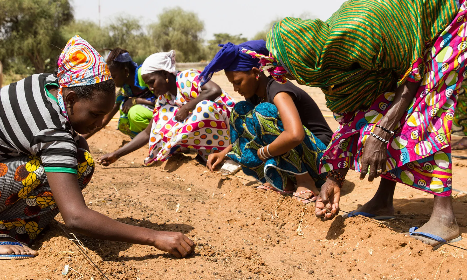 La Gran Muralla Verda forma part de projecte She grows executat per l’ONG Tree Aid a la regió maliana de Koulikoro.