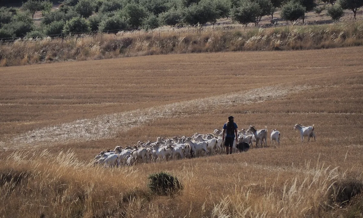 Pasturant la Cabra Catalana.