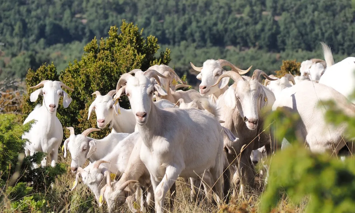 Un ramat de Cabra Catalana.