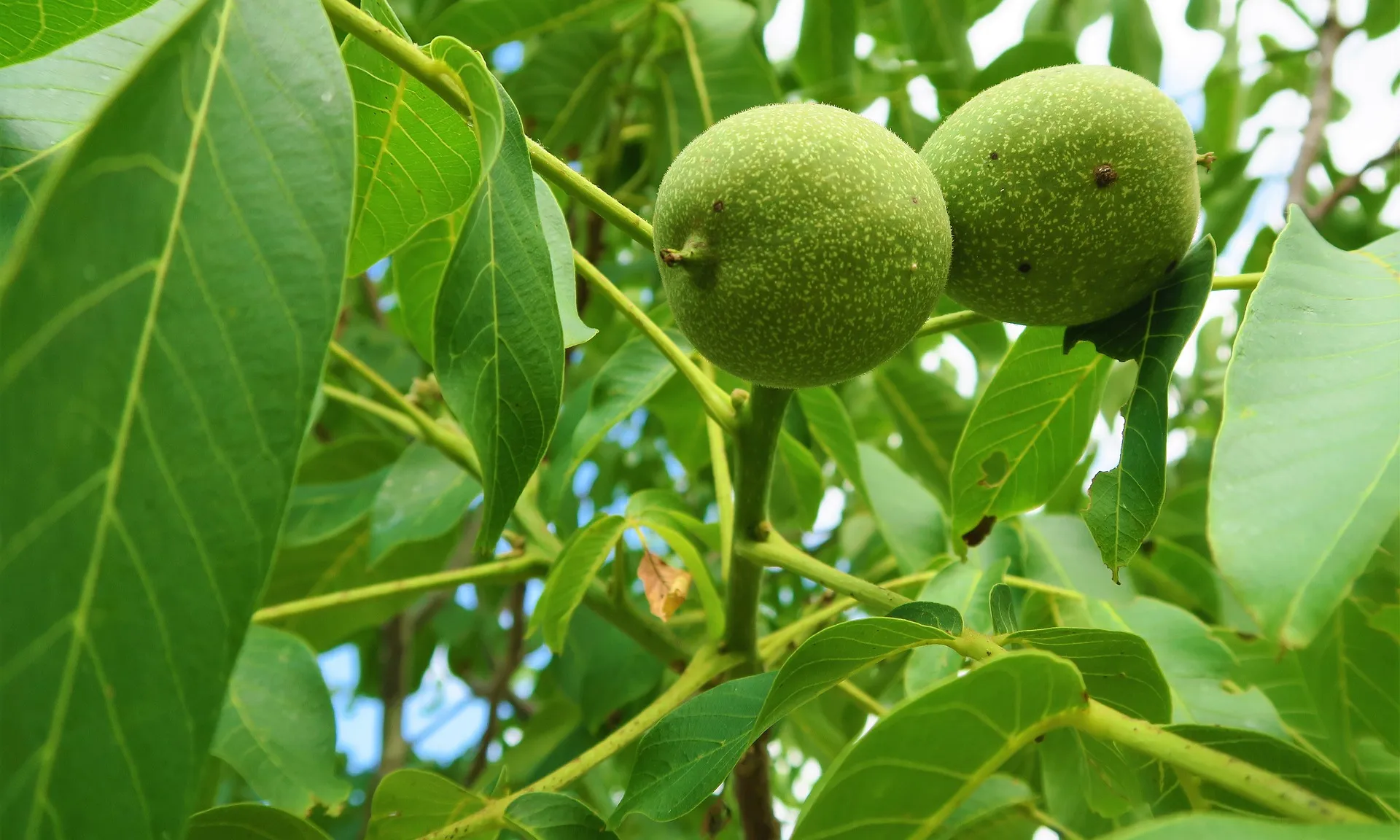 La nou verda, l'ingredient que no pot faltar a cap ratafia.