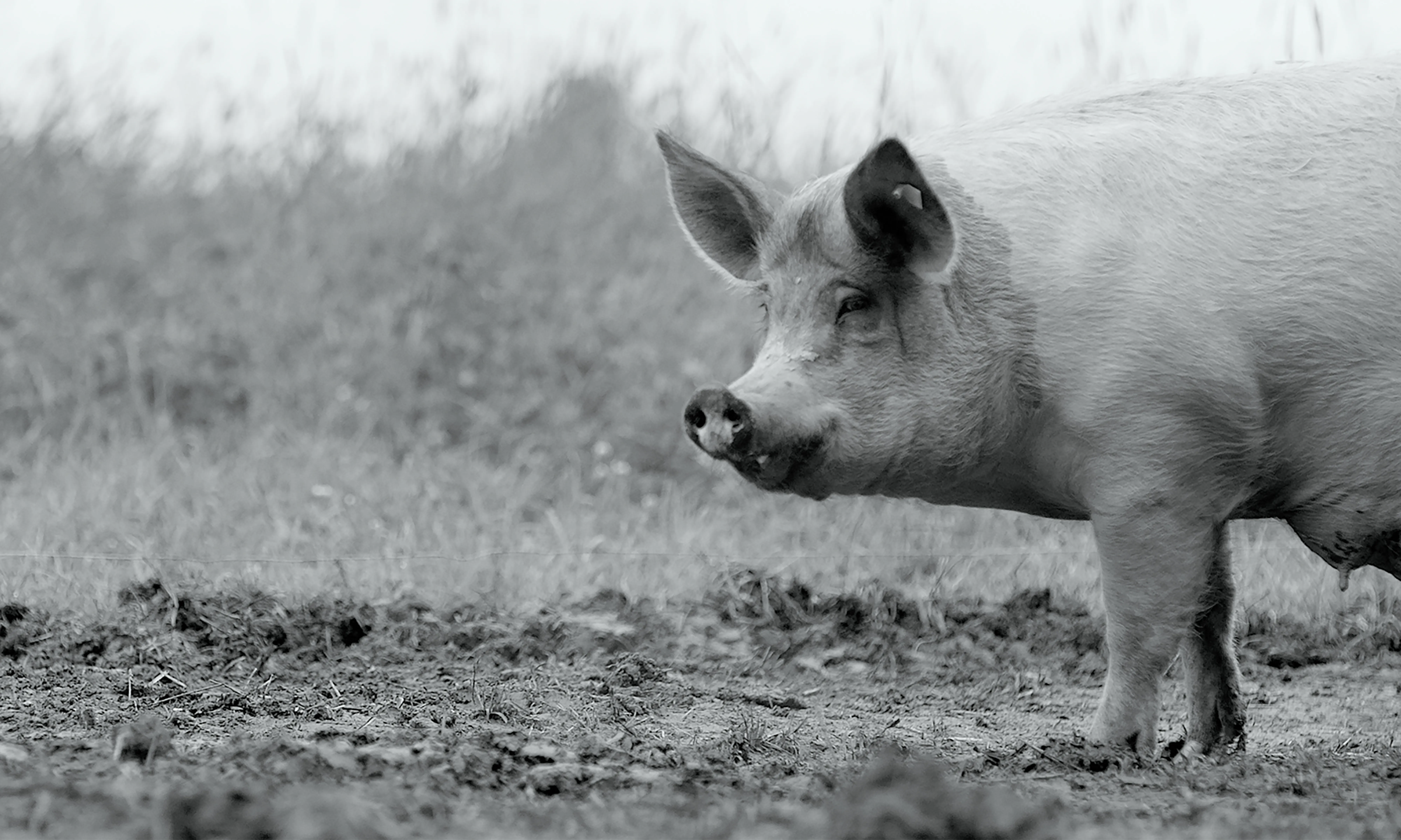 El llargmetratge documental 'Gunda' és la història d'una truja i la seva vida a una granja.