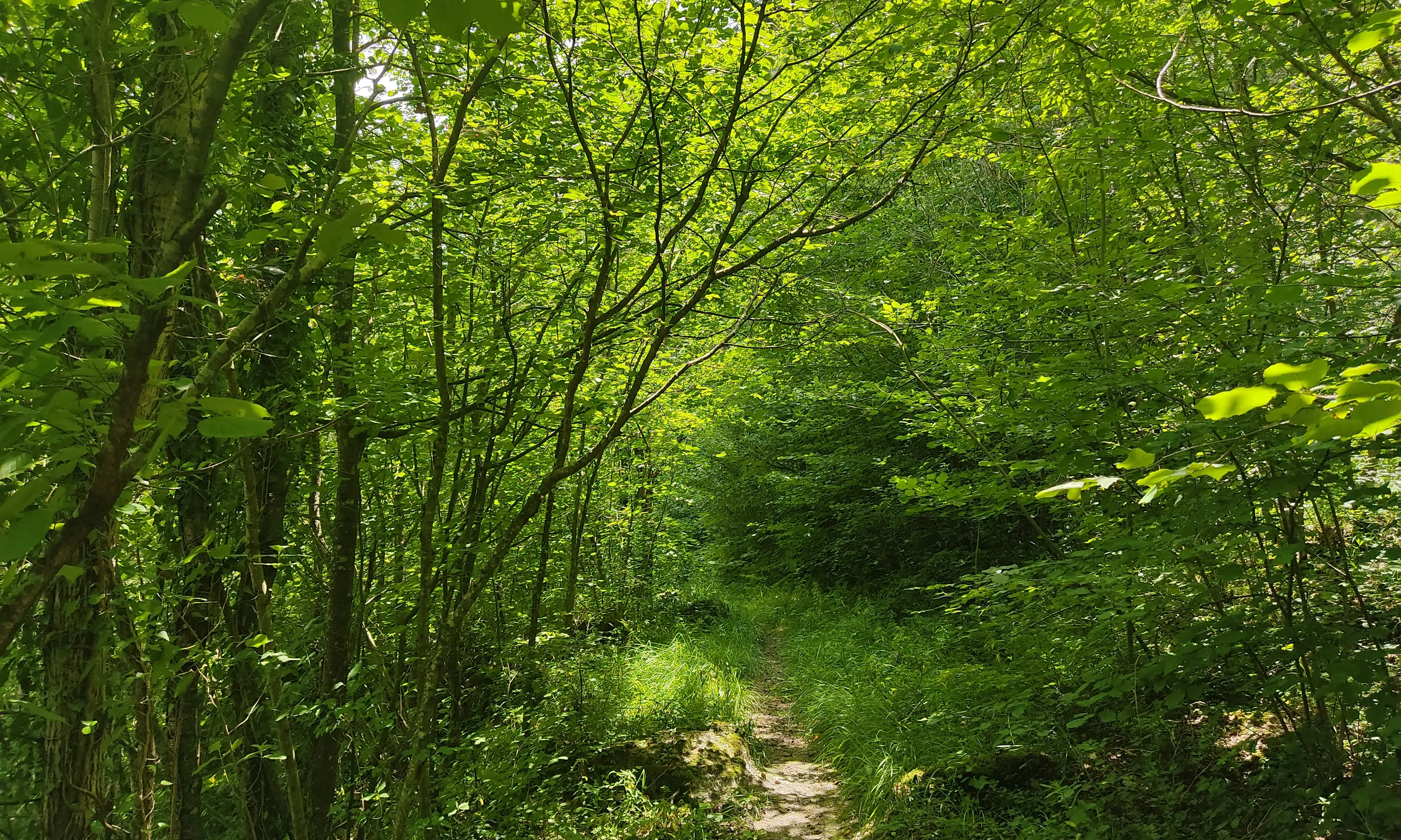 Reptes i oportunitats per treballar en l’ESS des de l’Educació Ambiental