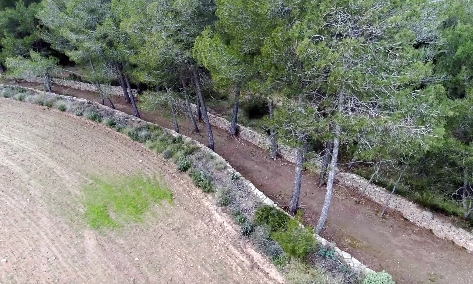 Mur de pedra seca situat en una zona de bosc i conreu a Avinyó