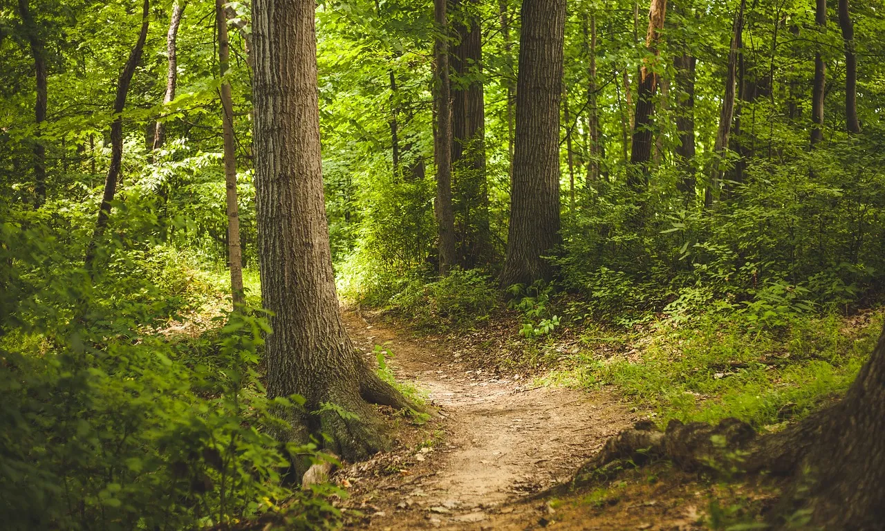 Imatge d'un camí enmig d'un bosc frondós.