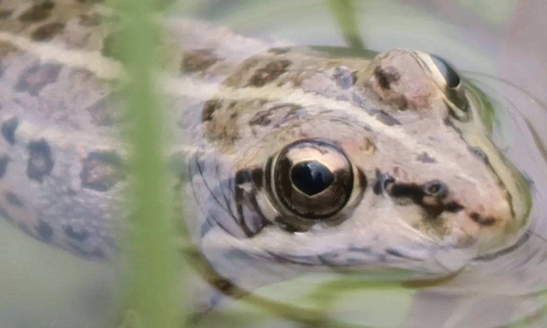 Imatge d'una granota en el seu hàbitat natural d'aigües dolces a Catalunya.