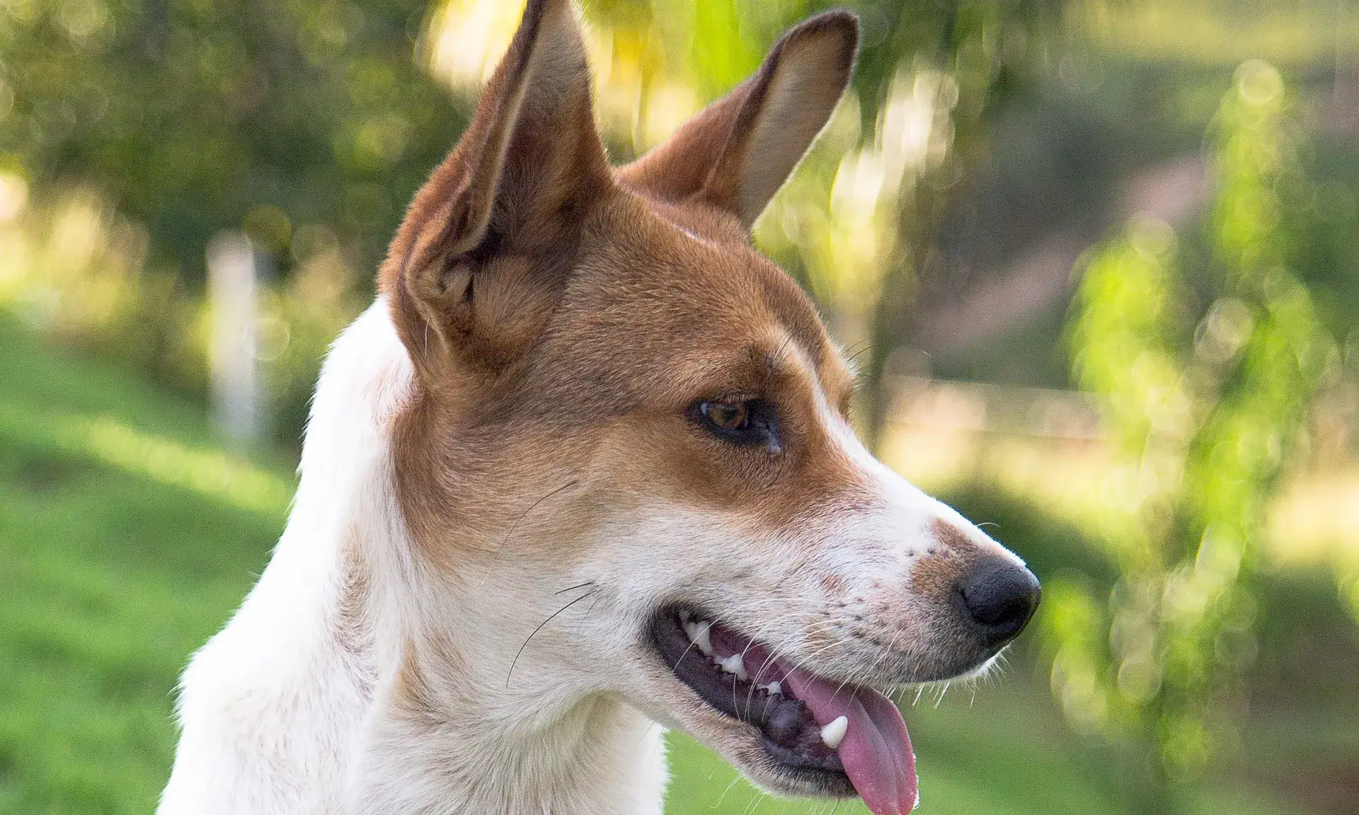 Al Nadal, més que mai, no compris, adopta.