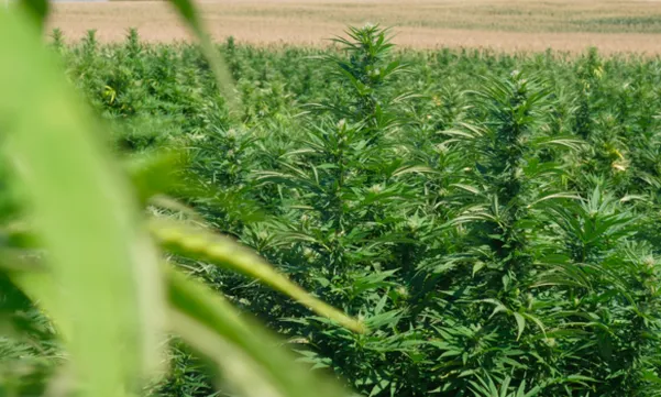 Un dels camps experimentals de cànnabis de la Universitat Politècnica de Catalunya - AgroTech
