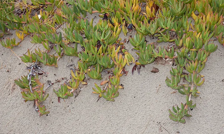 Salvem la Platja de Pals organtza l'extracció de flora invasora, l'ungla de gat, a Ràdio Liberty de la Platja de Pals.