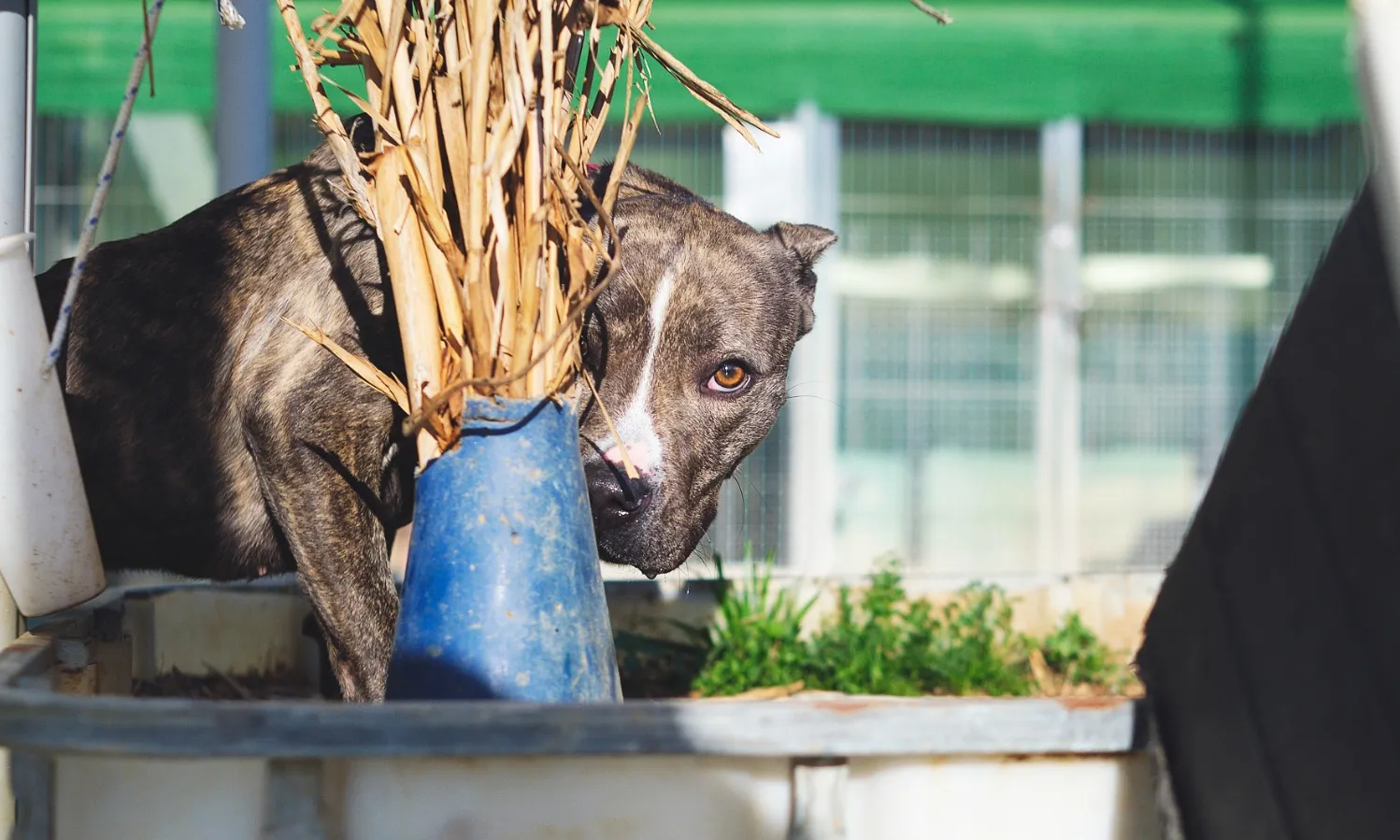 La vida d’un animal en un refugi és acompanyada de por i d’estrès, de situacions que són antinaturals per ells.