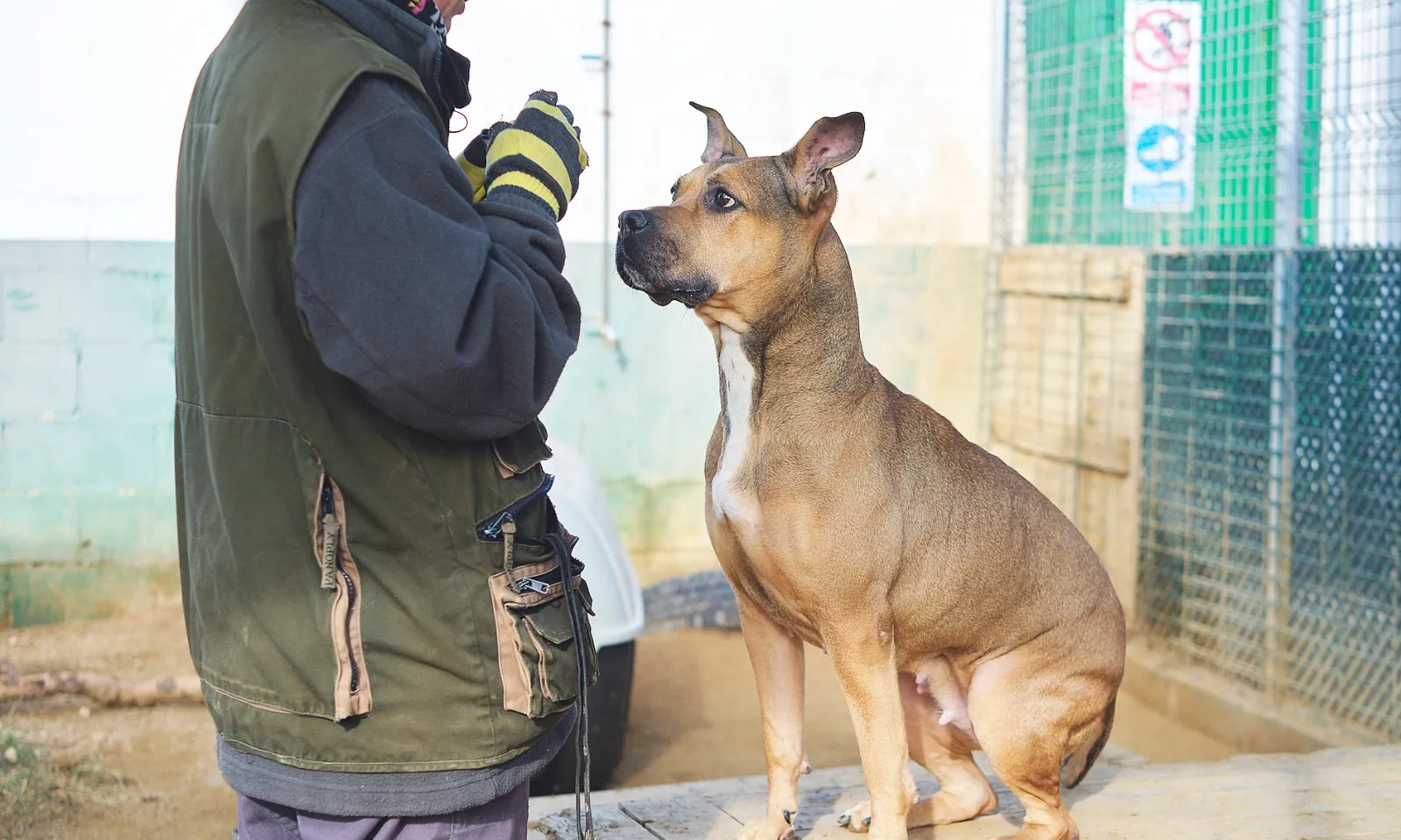 El focus principal d’atenció de la fundació és el benestar dels refugis, adaptar-los per tal que aportin el màxim als animals.