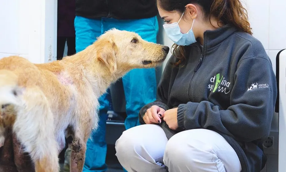 La majoria dels animals que entren al refugi, pateixen seqüeles, a nivell emocional, de les situacions d'abandonament i maltractament que han viscut.