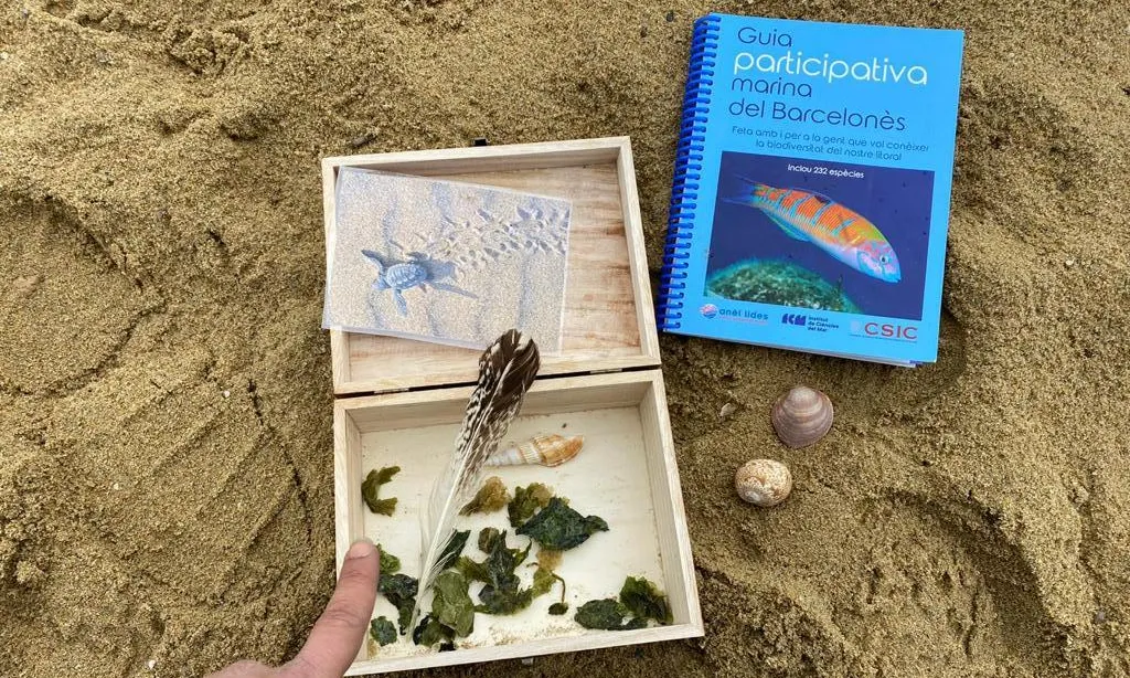 Guia Participativa Marina del Barcelonès recull les dues-centes trenta-dues espècies més comunes del litoral de l’AMB.