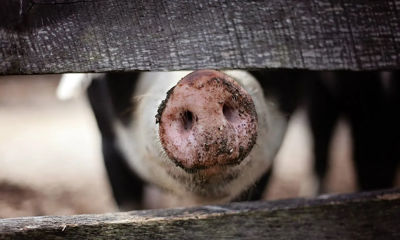 A Catalunya, es produeixen dos milions de tones de carn de porc cada any, una xifra desmesurada.