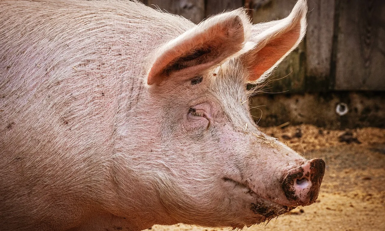 Les conseqüències negatives de la indústria porcina són catastròfiques: contaminació i impacte mediambiental, salut i drets laborals.