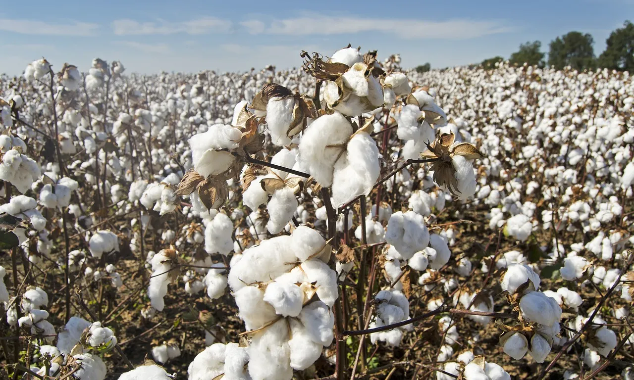 El cultiu de cotó representa un 3% de l'agricultura mundial, però s'empren 10% dels pesticides i un 25% dels insecticides mundials.