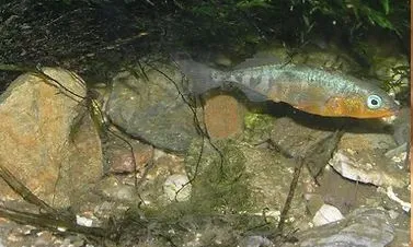 L'espinòs, també conegut com escanyagats o punxoset, té un seguit d'espines molt característiques al dors i al ventre que li donen nom.