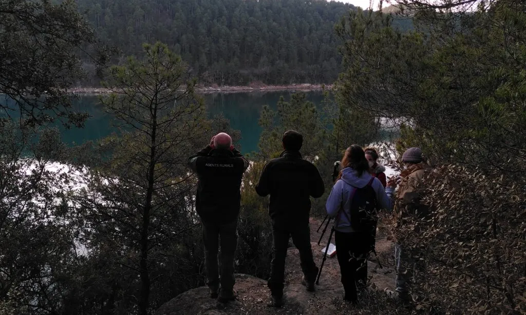 Activitat de cens d'ocells aquàtics hivernants a l'embassament de Sant Ponç.