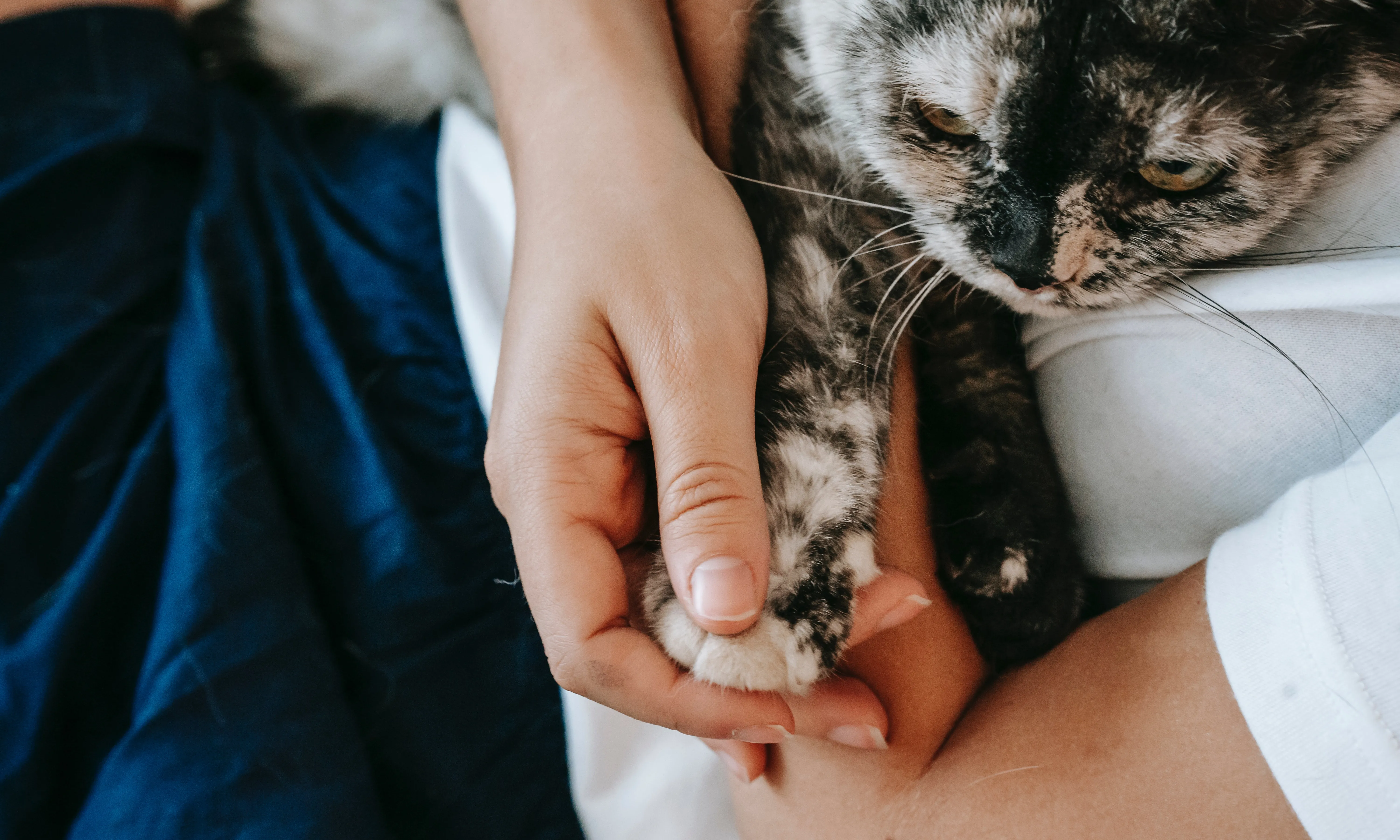 Es calcula que un 30% de dones que pateixen violència de gènere tenen animals.