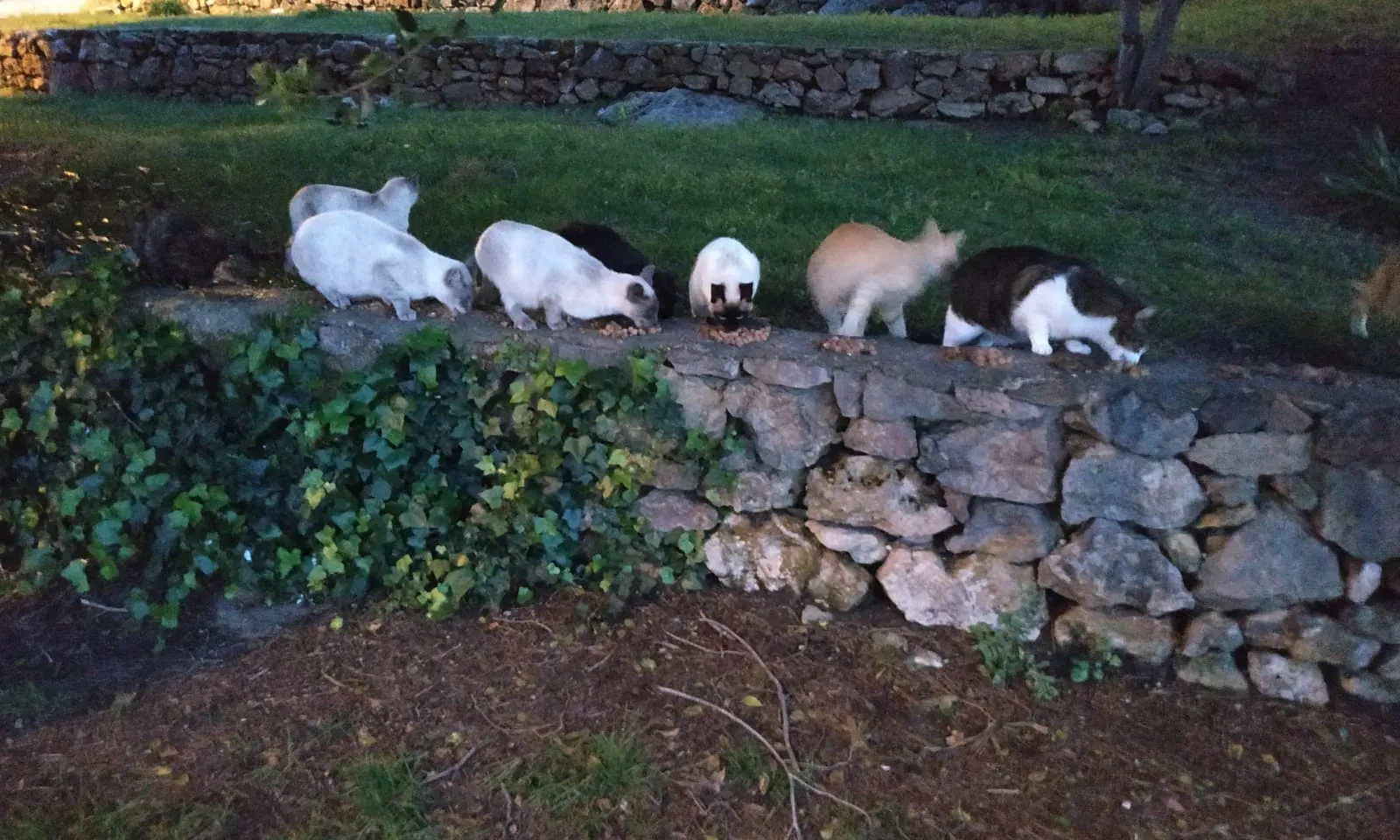 Colonia gatos Castelldefels