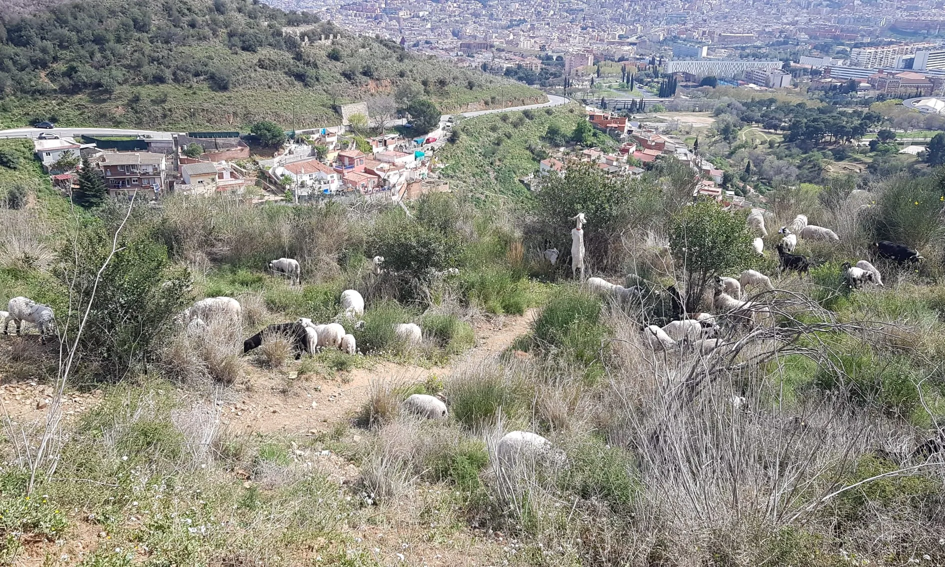 La prova pilot té una durada de tres mesos i ha començat a Horta-Guinardó, un dels districtes dels quals forma part del parc natural de Collserola.