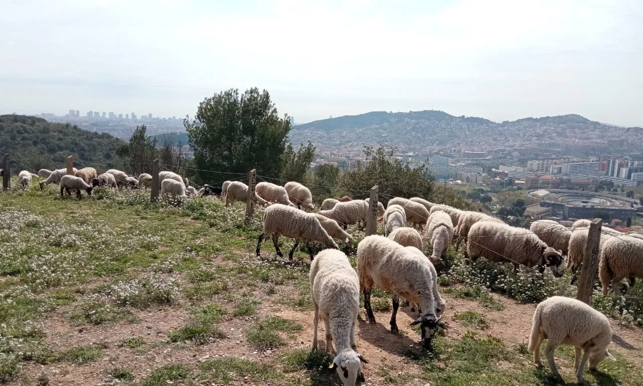 El ramat que pastura Barcelona en aquesta prova pilot està format per cabres i ovelles, i compta amb dos pastors, dos gossos de vigilància i un gos mastí.