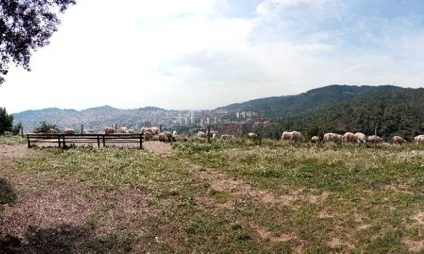 El 60% dels incendis que ha patit Barcelona en els últims anys han estat a Horta-Guinardó i Nou Barris, regions on predomina un tipus de vegetació que crema amb facilitat. 