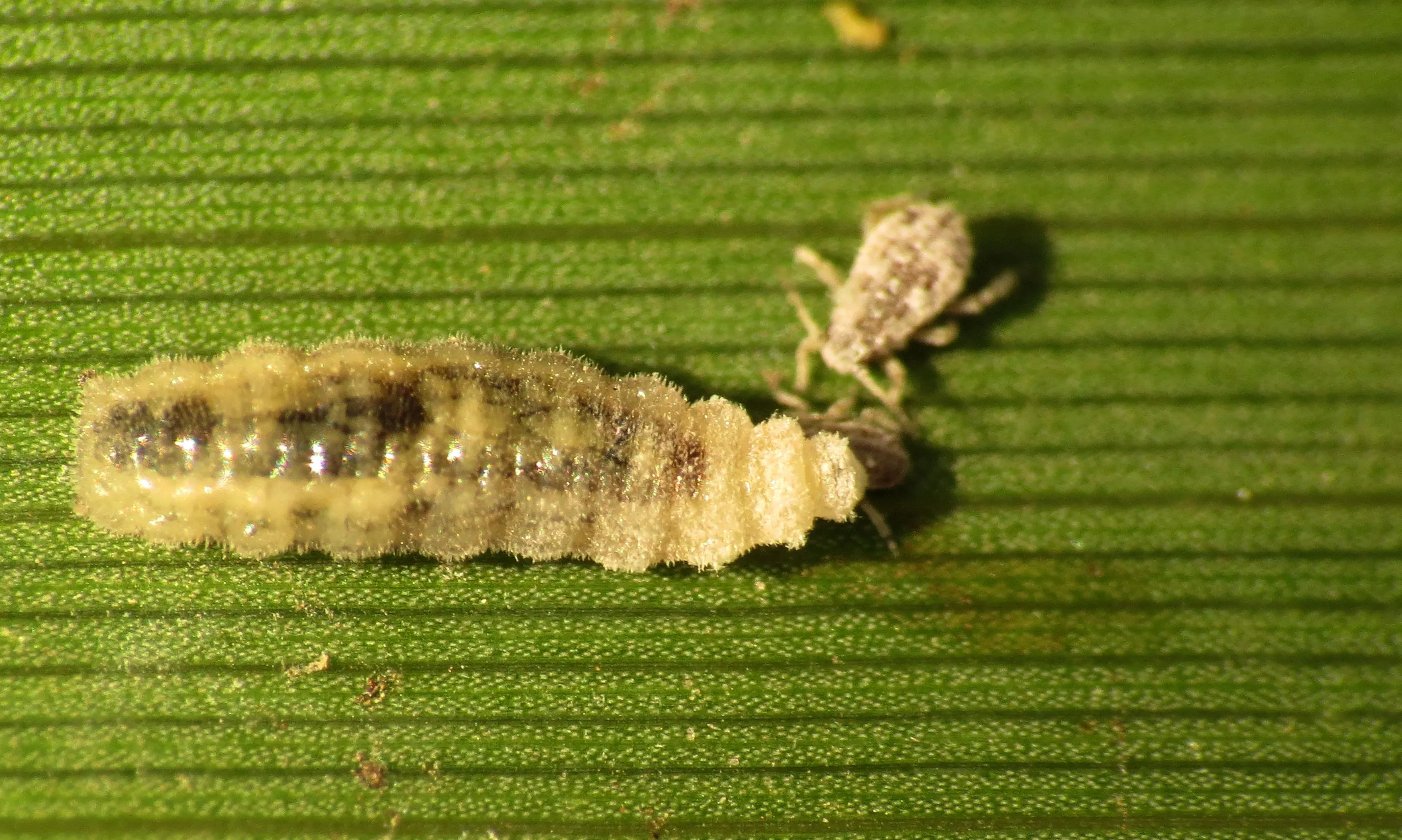 Larva de sírfid, una família d’insectes interessant per al control de plagues i la pol·linització, atacant pugons.