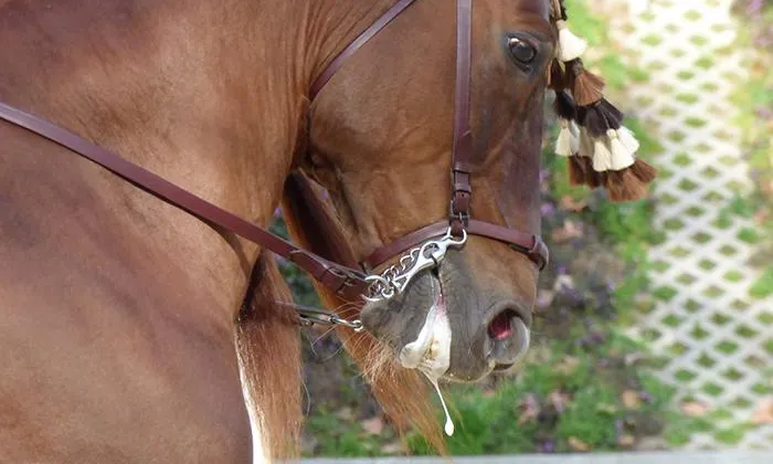 A principis de 2020 l'entitat de protecció animal va presentar un protocol de benestar animal elaborat juntament amb els Tonis de Taradell.