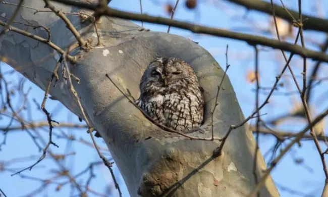 Imatge utilitzada per presentar les Desenes Jornades del Medi Natural de Girona. Font: Associació de Naturalistes de Girona