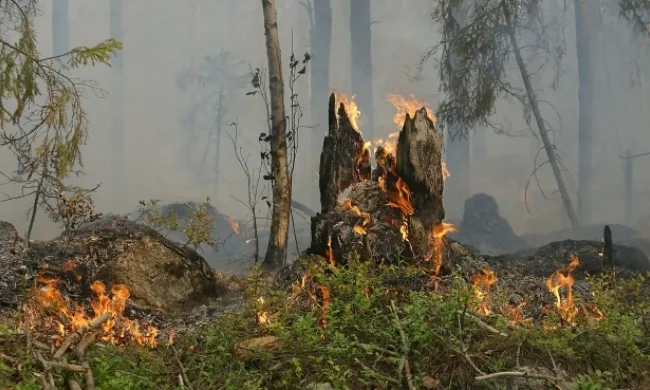 Bosc incendiant-se en representació de la jornada tècnica de mesures d'autoprotecció cap a incendis. Font: Llicència CC Pixabay