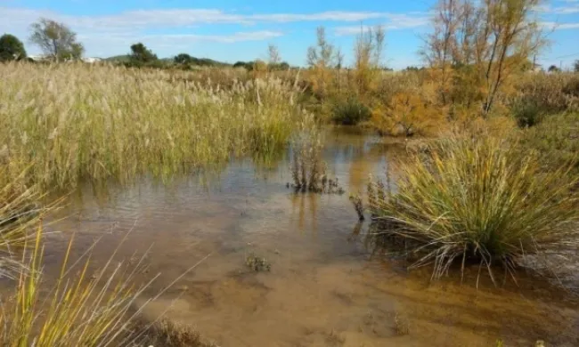 La visita anirà a càrrec del Grup Ecologista del Vendrell i Baix Penedès (GEVEN).