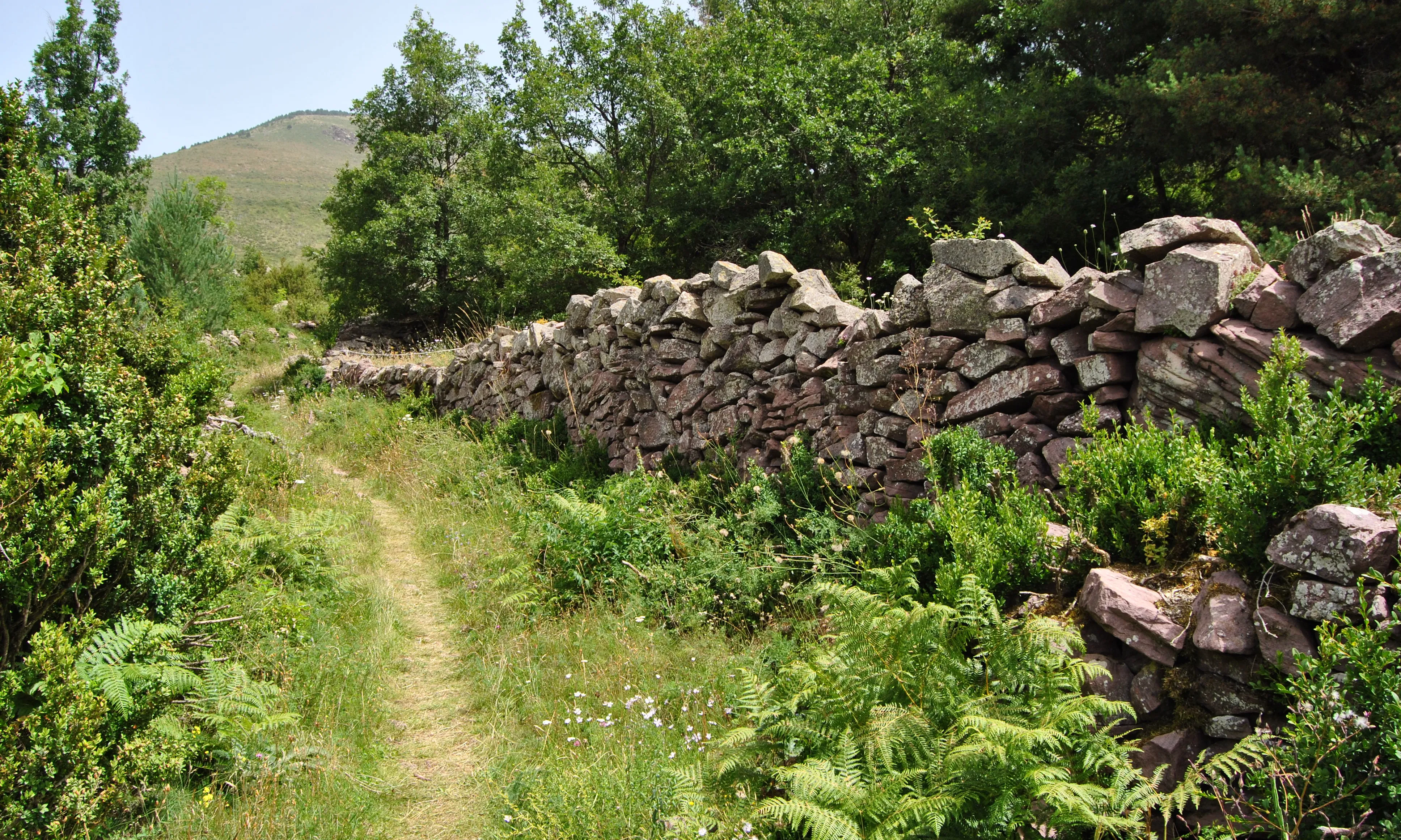 El camí dels Vinyals, un dels camins recuperats gràcies a la tasca de voluntaris i voluntàries.