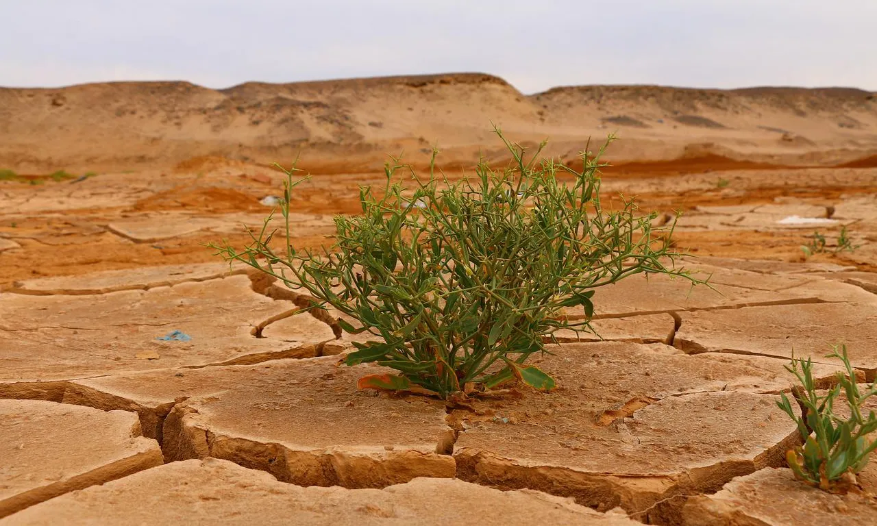 El CREAF i la Fundació Terra treballen conjuntament per afrontar l'emergència climàtica i apropar a la població les dades científiques.