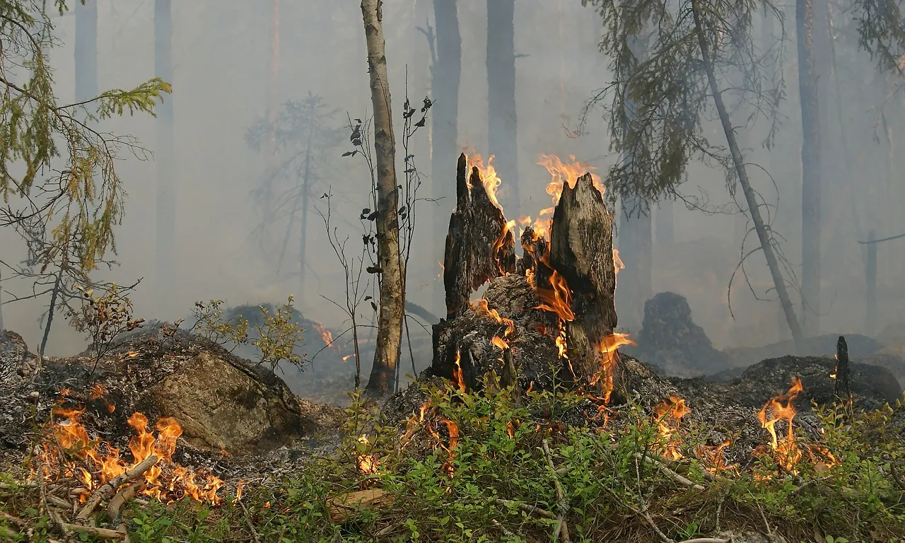 Cada any, incrementa el perill de patir extremes onades de calor i grans incendis forestals.