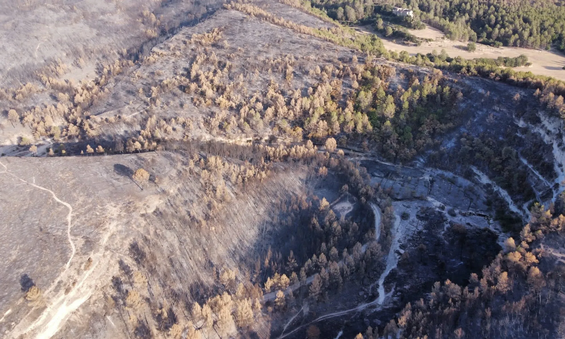 Segons dades de l’informe 'Pasturatge contra incendis', fins a un 55% dels incendis són causats intencionadament per éssers humans.