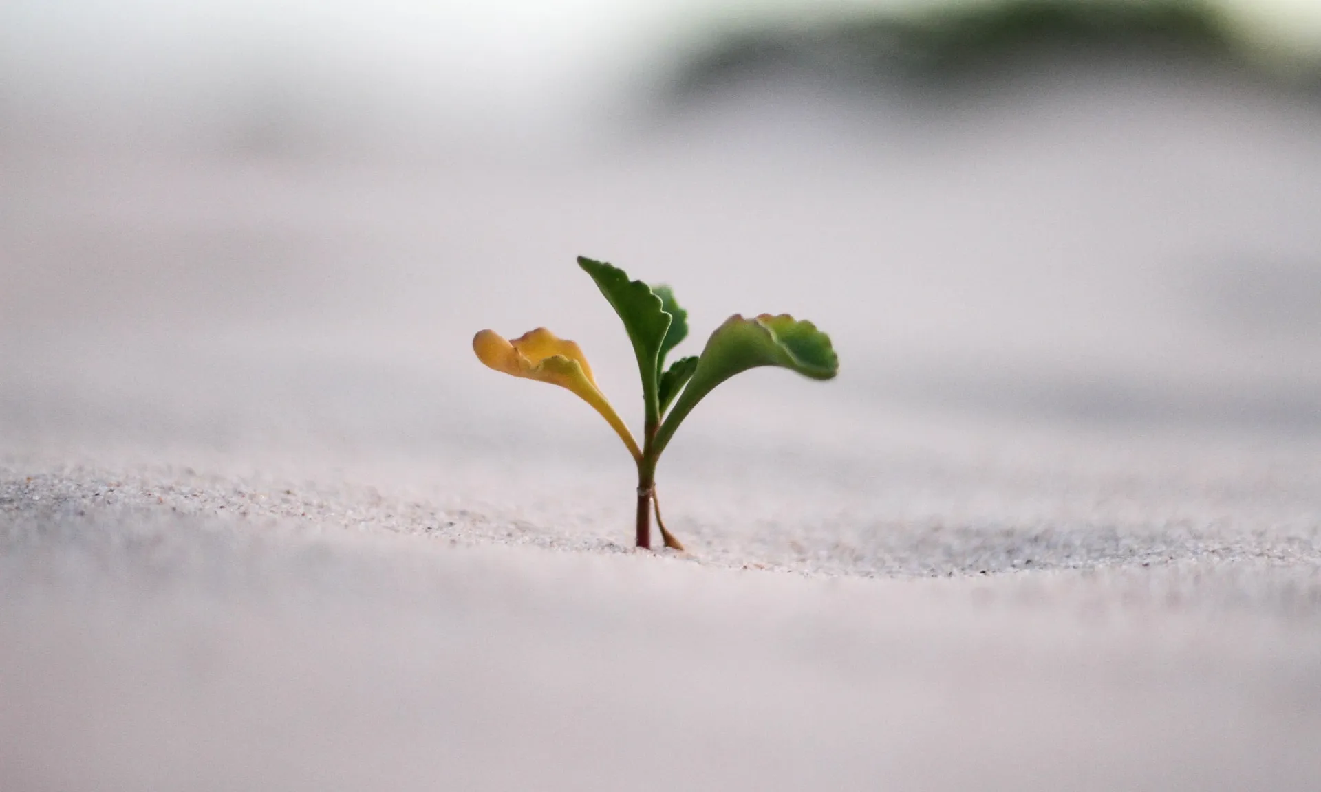 Foto de Jeremy Bishop a Unsplash