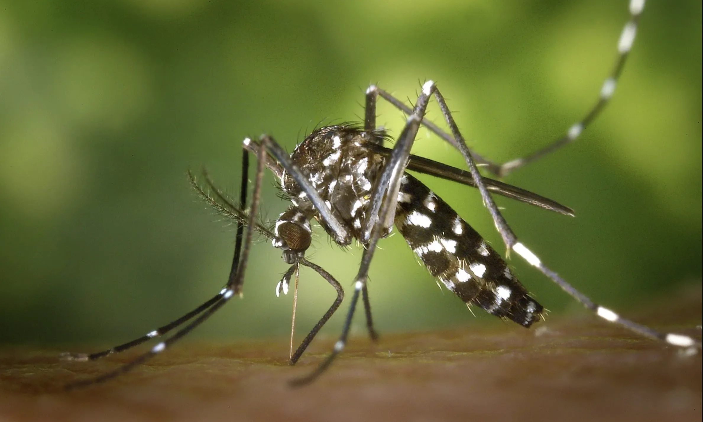 Una tasca important és l'erradicació de les poblacions de mosquits, que es du a terme quan aquests es troben en fase larvària.